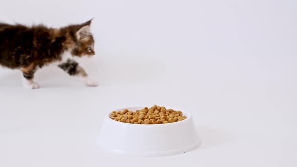 Grey Striped Kitten Eating Fresh Dry Cat Food for Small Kittens