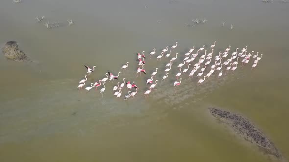 Overhead Shot Of Group Of  Pretty Flamingos, Green Nature Background, Oroklini Lake, Cyprus