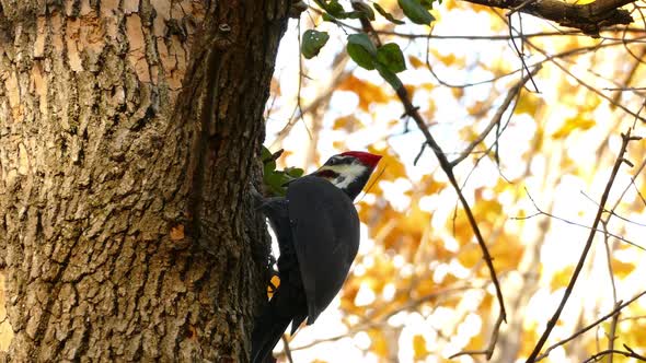 Close up shot of wild Woodpecker pecking tree in wilderness during sunlight in autumn