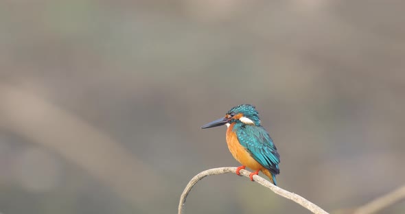 A Common Kingfisher Male bird sits on a stick in India over water looking to catch its next meal