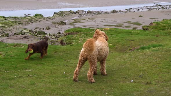 A goldendoodle breed dog playing on grass