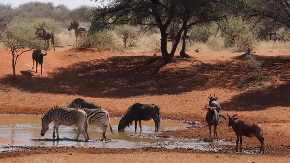 Blue Wildebeest And Zebras Drinking At A Waterhole