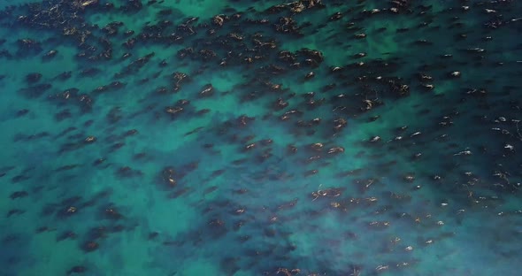 Aerial Daytime Wide Overhead Shot Of Turquoise Ocean And Beautiful Abstract Seaweed Kelp Patterns In