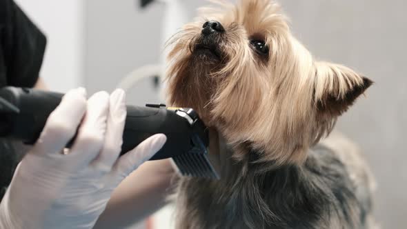 Professional Haircut and Dog Care Yorkshire Terrier in the Grooming Salon