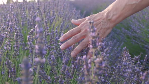 Woman's Hand in Lavender Field at Sunset in Valensole, Provence France