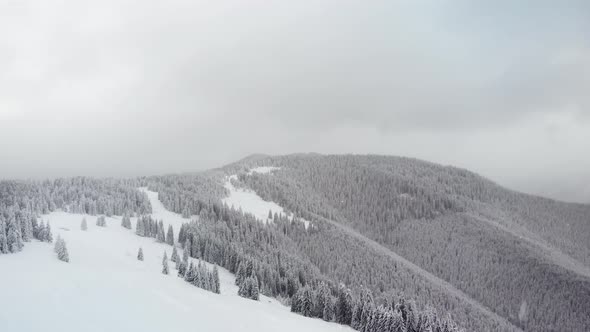 Aerial Flying Above Winter Forest in Mountain Valley