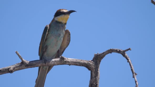 Close up from a bee-eater on a tree branch