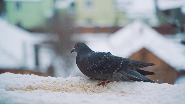 Pigeons on the City Street