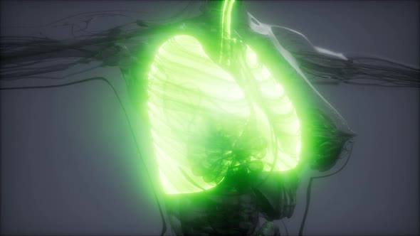 Human Lungs Radiology Exam alt