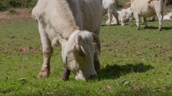 White Cow with Horns and Cute Forelock Grazing in the Meadow of Catalonia Fields in Spain