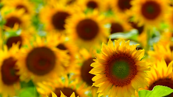 Beautiful Sunflowers Grow on the Field