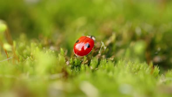 Closeup Wildlife of a Ladybug in the Green Grass in the Forest