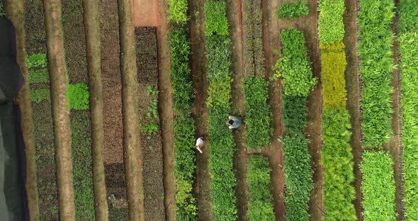 Aerial shot of vegetable garden, ninety degrees going up