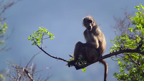 Chacma baboon in Kruger National park, South Africa