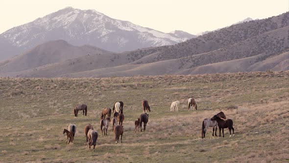 Zoomed view of wild horses across the landscape