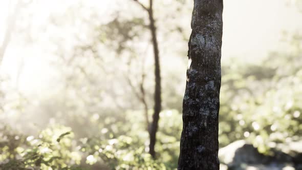 Sunbeams Pour Through Trees in Misty Forest