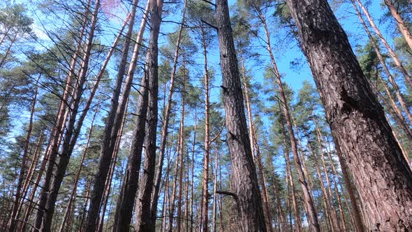 Inside a Pine Forest By Day Slow Motion