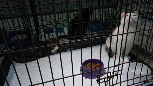 Beautiful Tricolor Kitties in an Animal Shelter