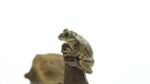 Frog Sitting on a Stone on Wooden Snag in White Background