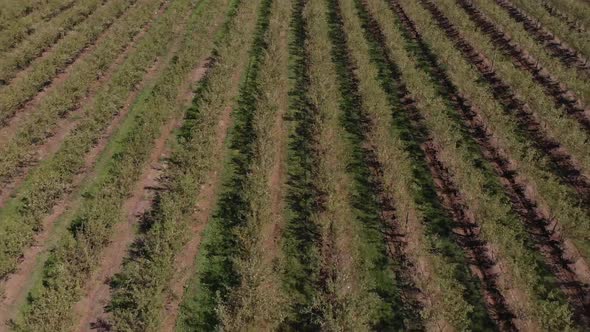 4K Fast Flying Over Blueberry Field