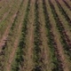 4K Fast Flying Over Blueberry Field - VideoHive Item for Sale