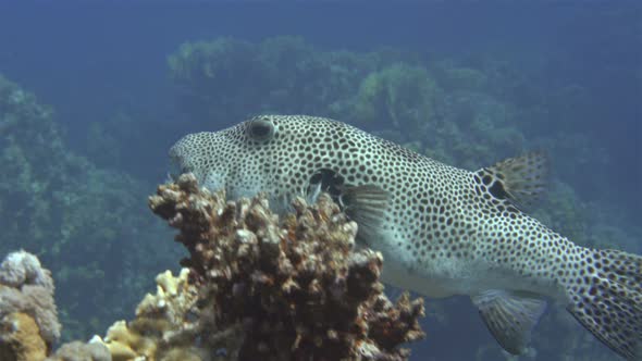 Fish Arothron Stellatus of the Tetraodontidae Family