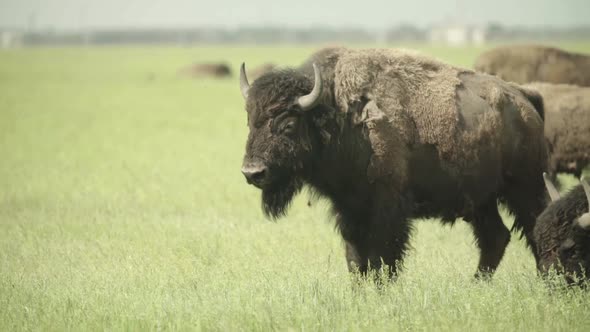 Nature: Bison in a Field on Pasture, Slow Motion