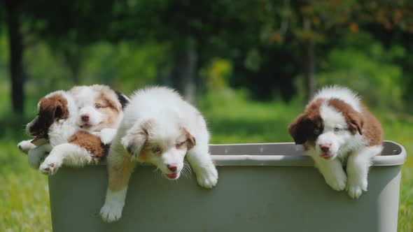 Funny Puppies Escape From the Basket