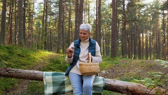 Senior Woman Picking Mushrooms in Autumn Forest