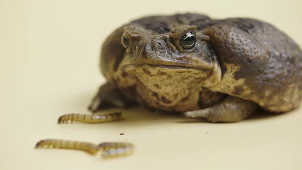 Cane Toad Bufo Marinus Sitting Near the Larvae on a Beige Background in the Studio