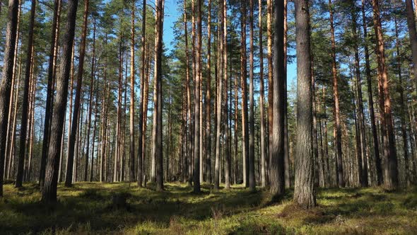 Beautiful landscape with Sunrise Sun at the Sunny Coniferous Forest