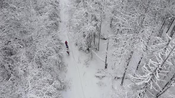 3 People Walking Beautiful Snow Forest in Winter Aerial View