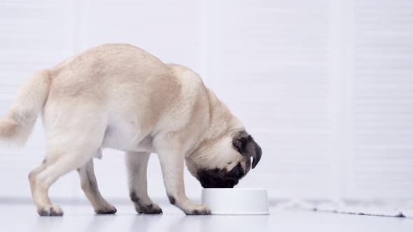 Close Up Pug Dog Eating Fresh Dry Dog Food Kibbles for Small Puppies Advertising Dog Food on Light