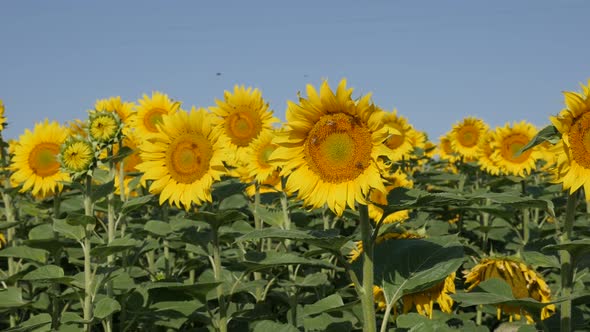 Lot of worker bees on sunflower Helianthus annuus plant heads slow-mo footage