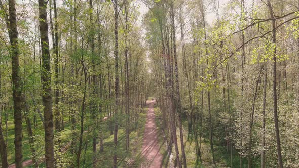 The Drone Flies Slowly Through Trees People Walk in Public Park in Sunny Weather Young Foliage in