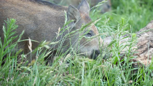 Wild boar feeding in the long grass