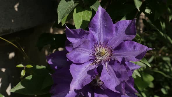 Finger stamen and petals of spring plant close-up slow-mo 1080p FullHD footage - Purple Clematis Jac