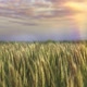 Harvest HD - VideoHive Item for Sale