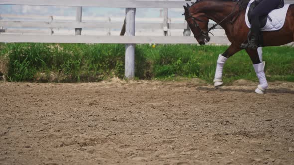 Girl Riding On A Dark Bay Horse Wearing Stockings Preparing For The Competition