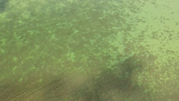 Seaweed on the Sea Surface
