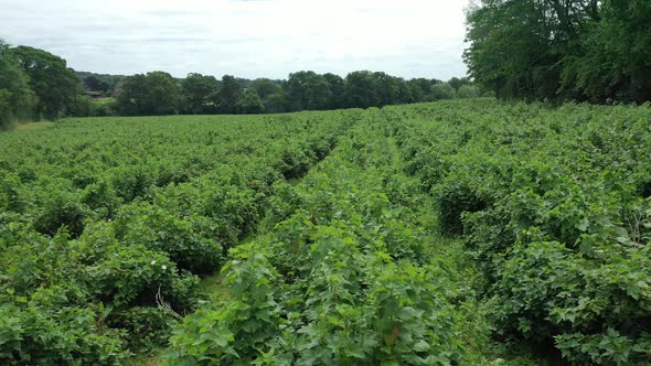 Drone aerial view of a blueberry farm field right to left.