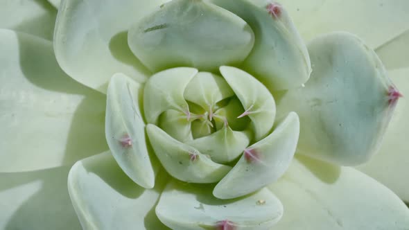 Beautiful Pattern of Green Succulent Rotating Macro Shot