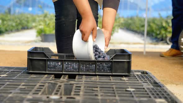 Worker putting blueberries in crate 4k