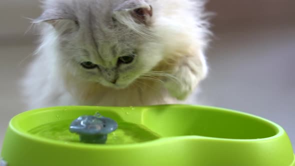 Cute Persian Kitten Playing Water From Fountian