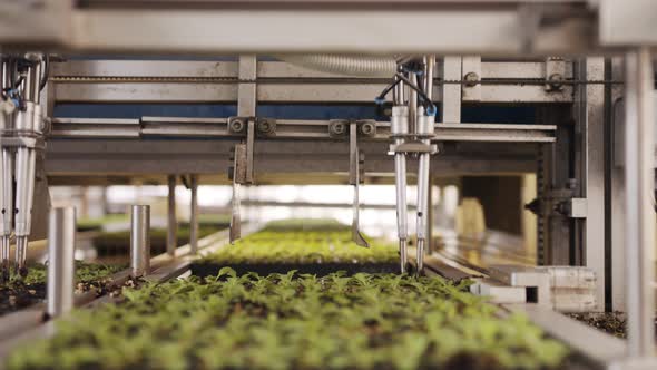 Automatic planting of young seedlings using a robot in an industrial nursery