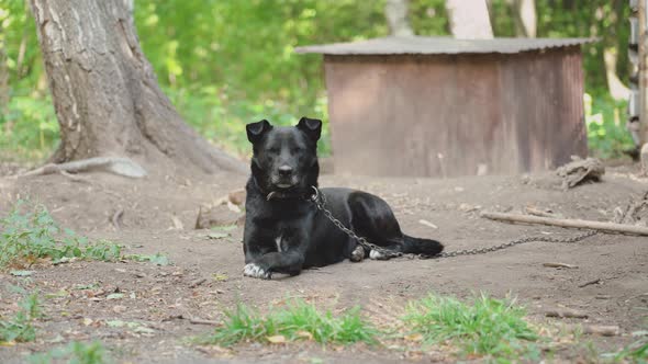 A big black dog is lying at his booth. Black dog on a chain in the backyard