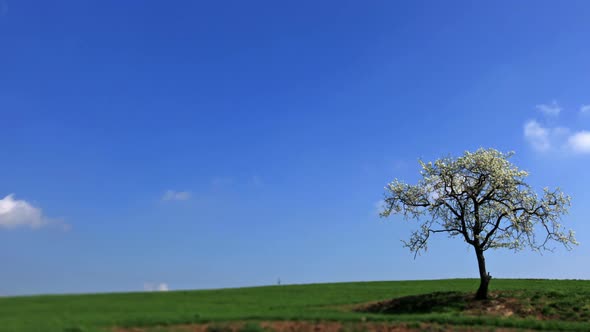 Tree in the countryside