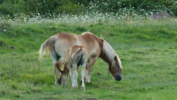 Young and Beautiful Horse with his Mother