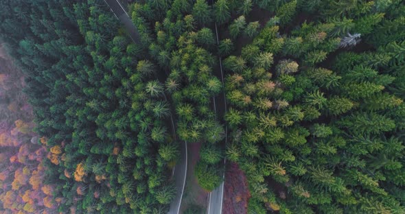 Overhead Aerial Top View Over Hairpin Bend Turn Road in Countryside Autumn Forest