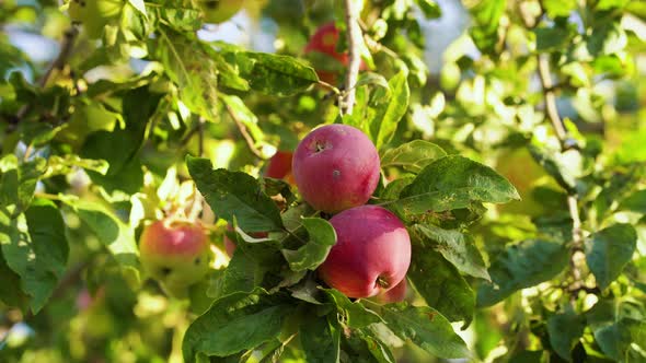 Female Hands Picking Red Apples From Tree in Sunny Orchard